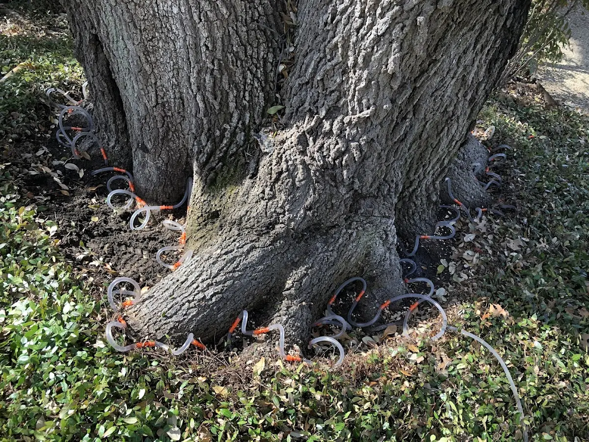 Detailed Shrub and Hedge Trimming job site in Springer