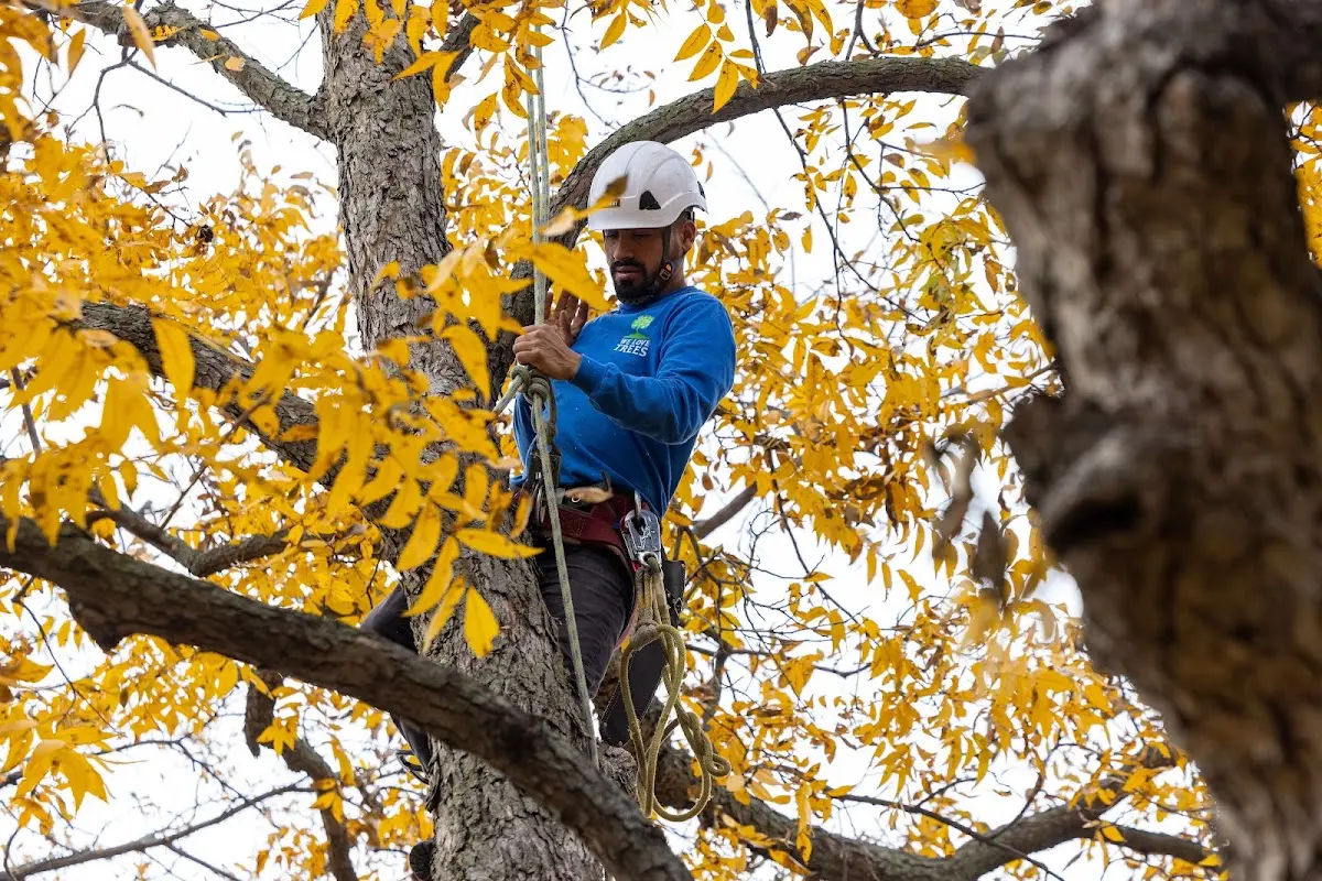 Skilled Tree Trimming crew working in Springer